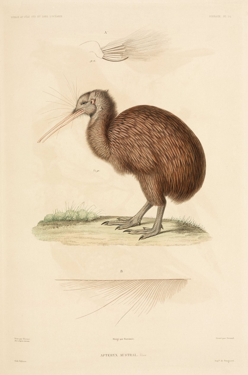 Kiwi, Nouvelle-Zélande - John Pardon