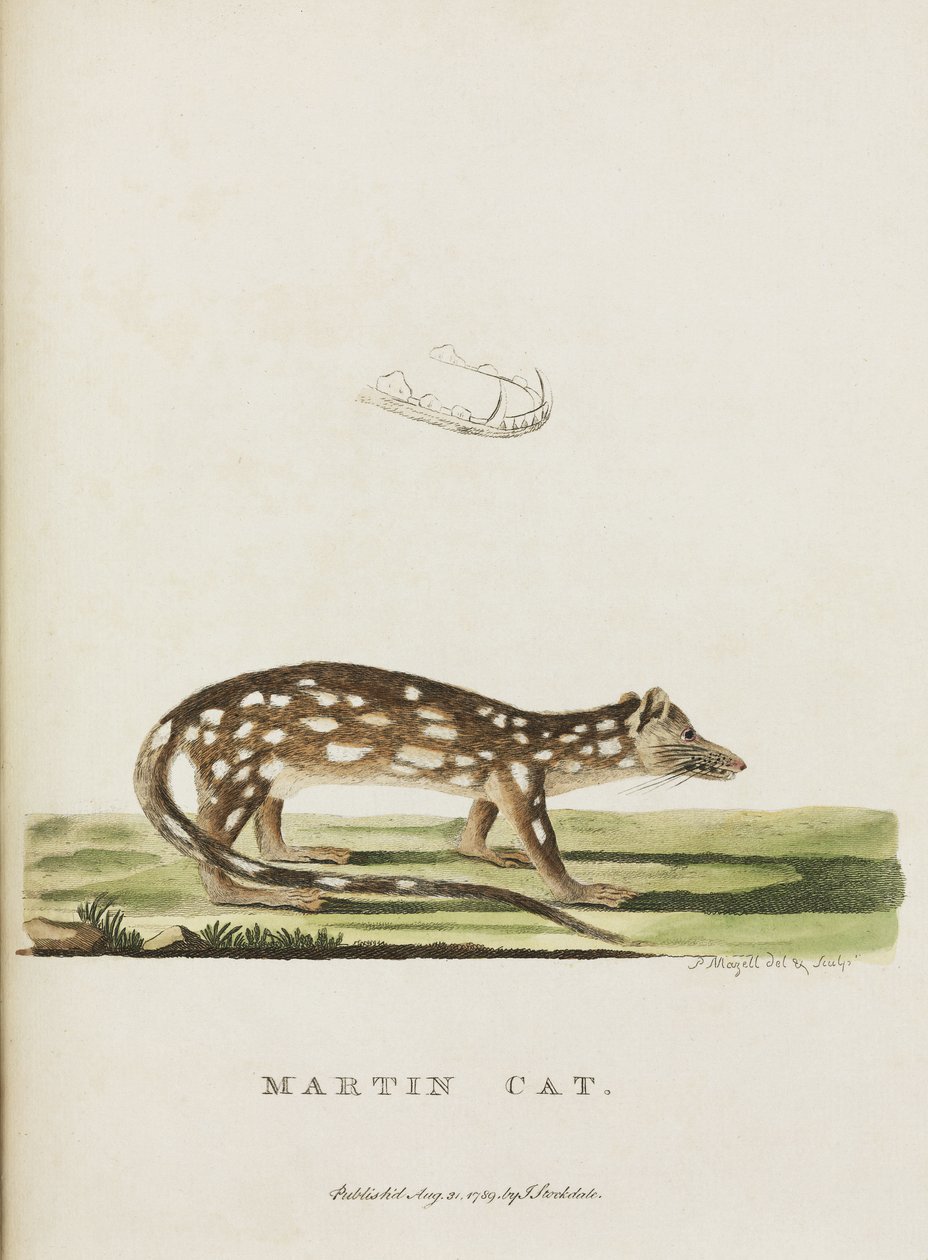 Martin Cat, Australie, c 1788 - John Pardon