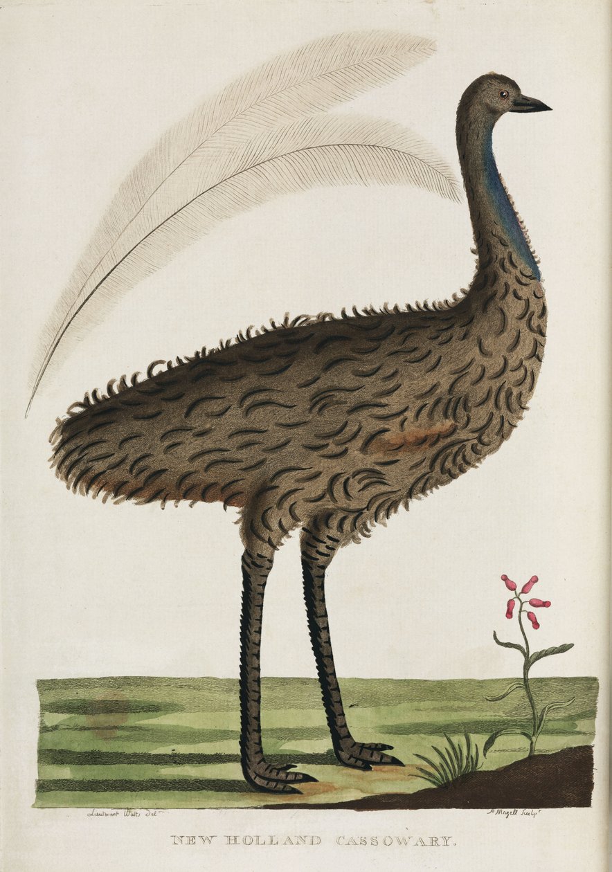 Casoar de Nouvelle-Hollande, Australie, c 1788 - John Pardon