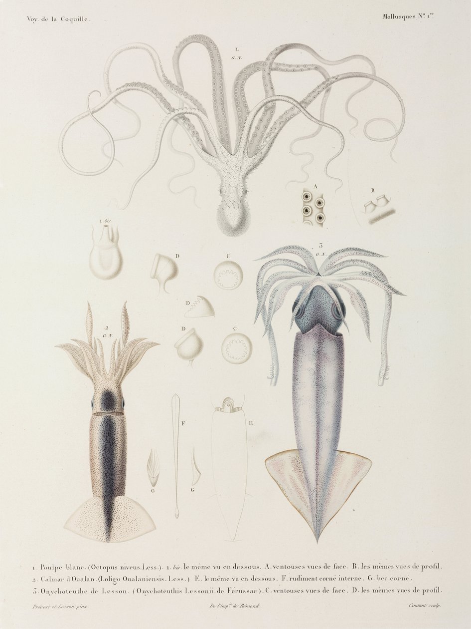 Poulpe et calmar - John Pardon