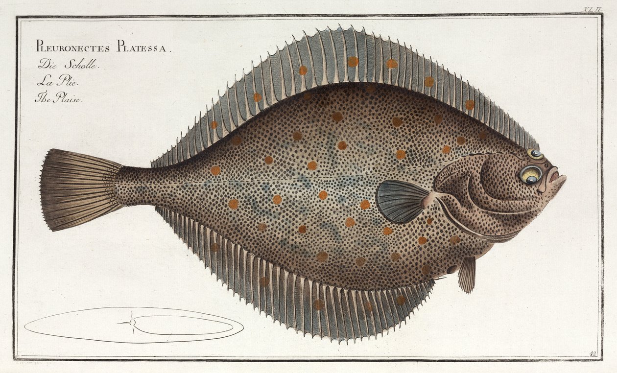 La Plie - John Pardon