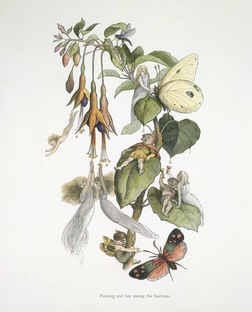 Festin et amusement parmi les fuchsias - Richard Doyle