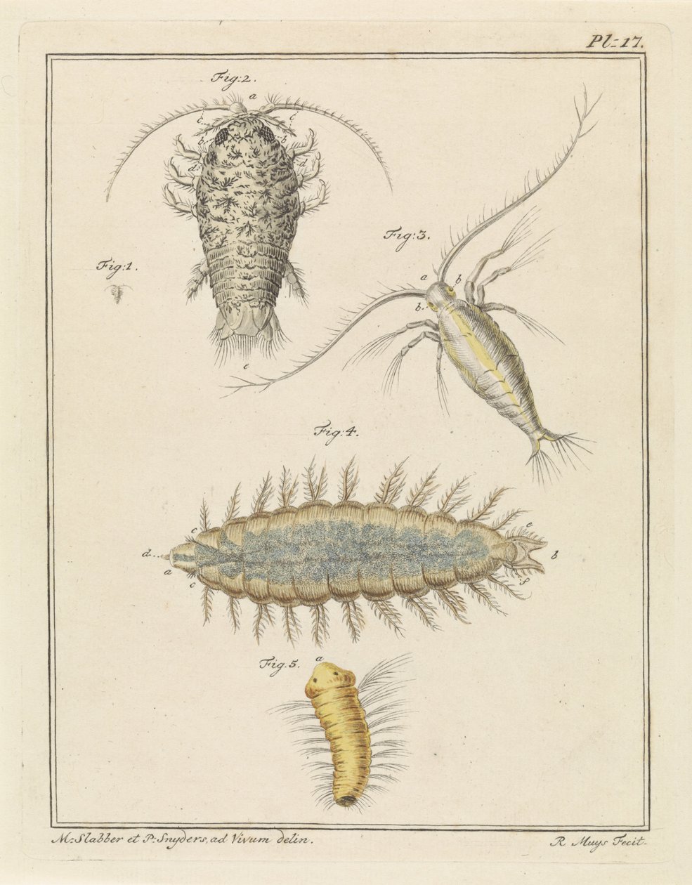 Porcellionide, copépode et ver à soies - Robbert Muys