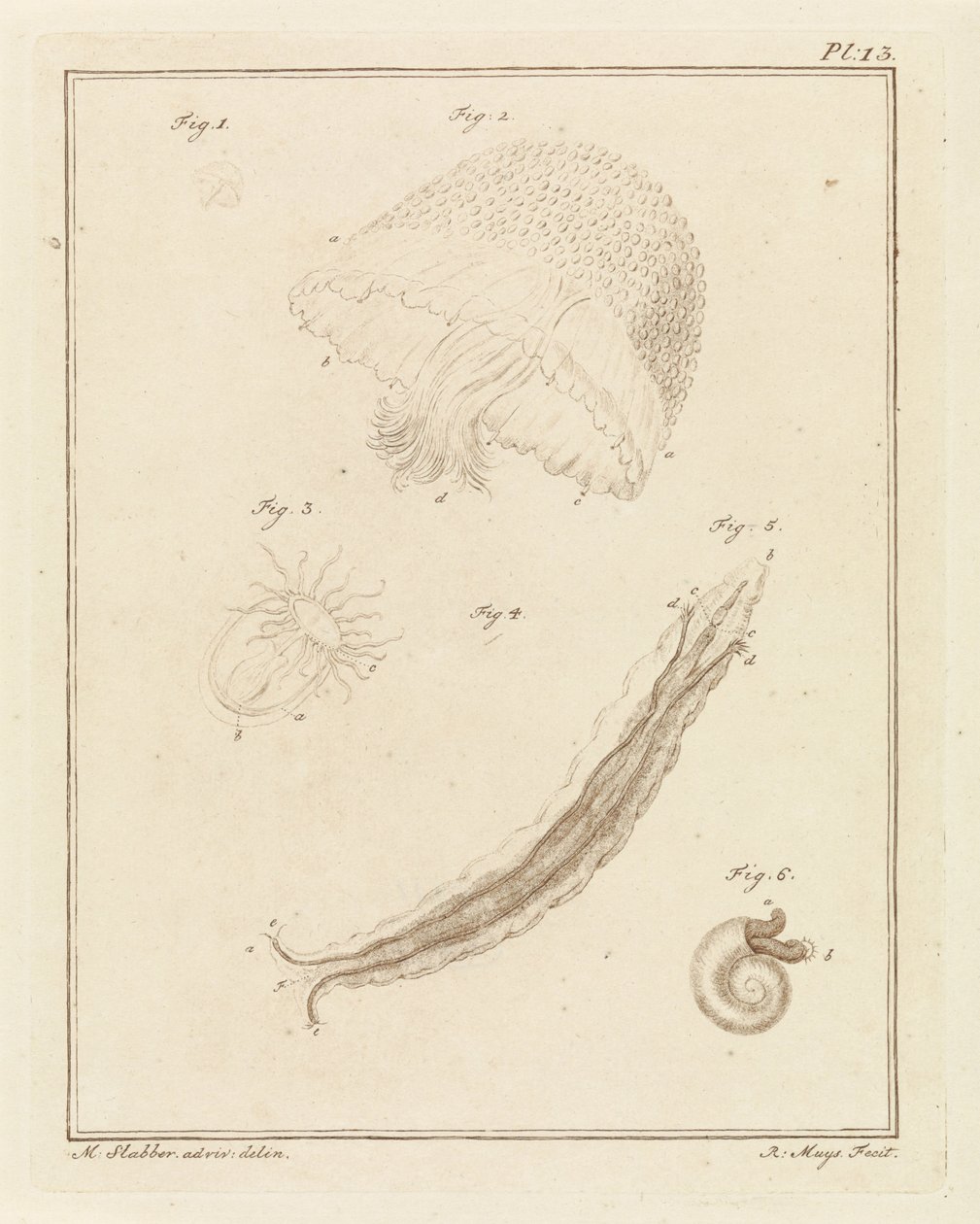 Divers animaux marins - Robbert Muys
