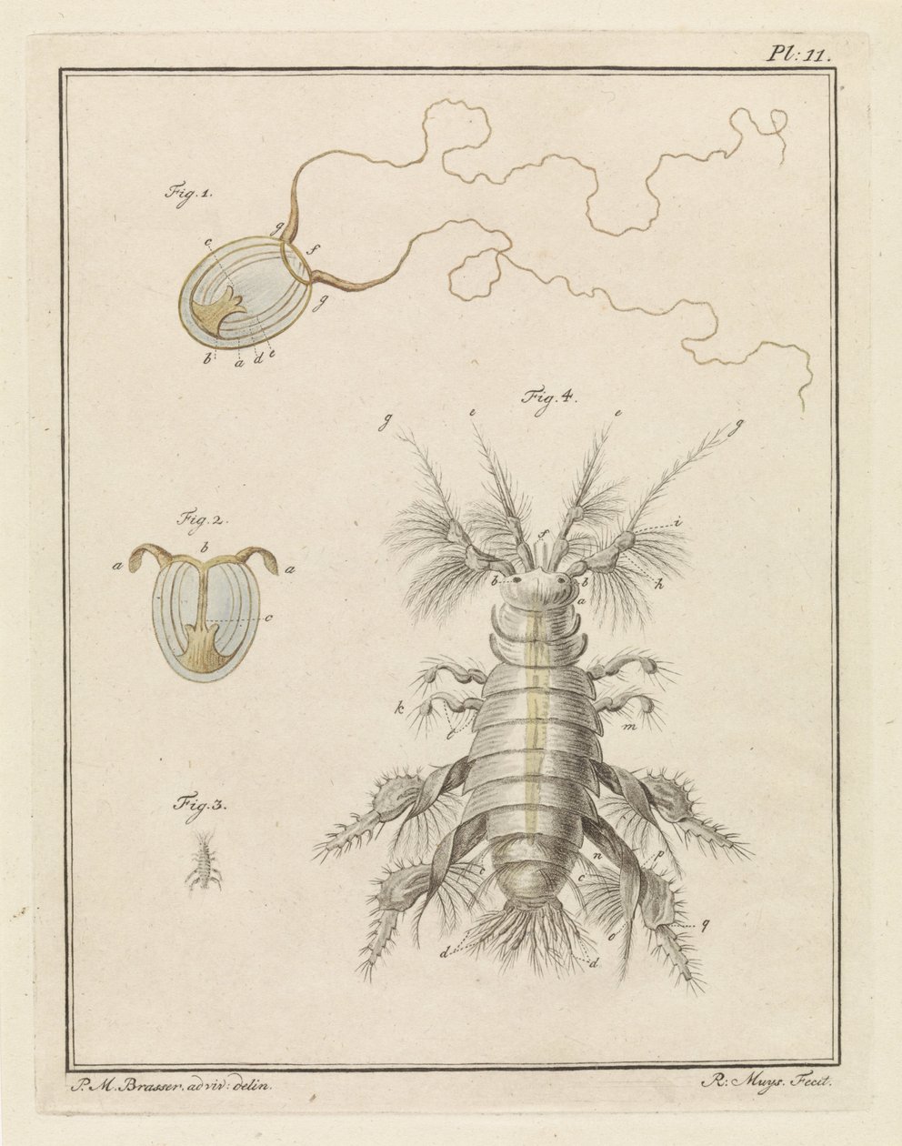 Petite méduse et amphipode - Robbert Muys
