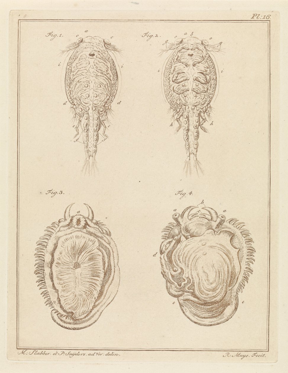 Crustacé et mollusque - Robbert Muys