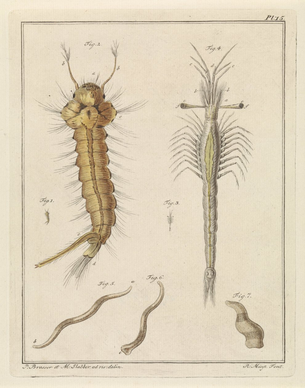 Moustique, œil de trompette de Slabbers et un ver - Robbert Muys