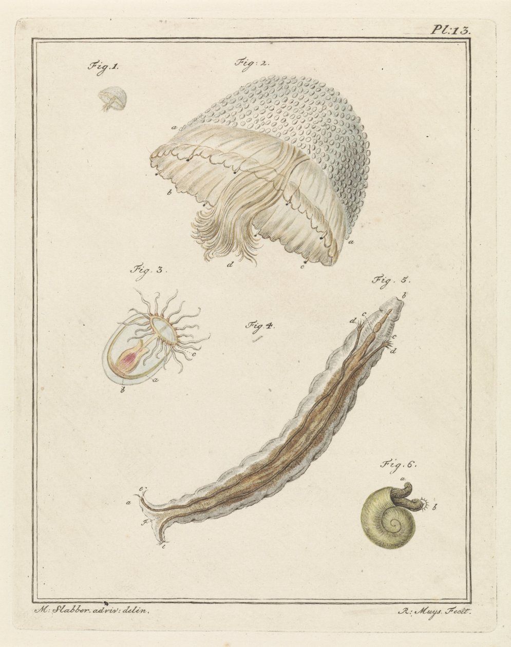 Divers animaux marins - Robbert Muys