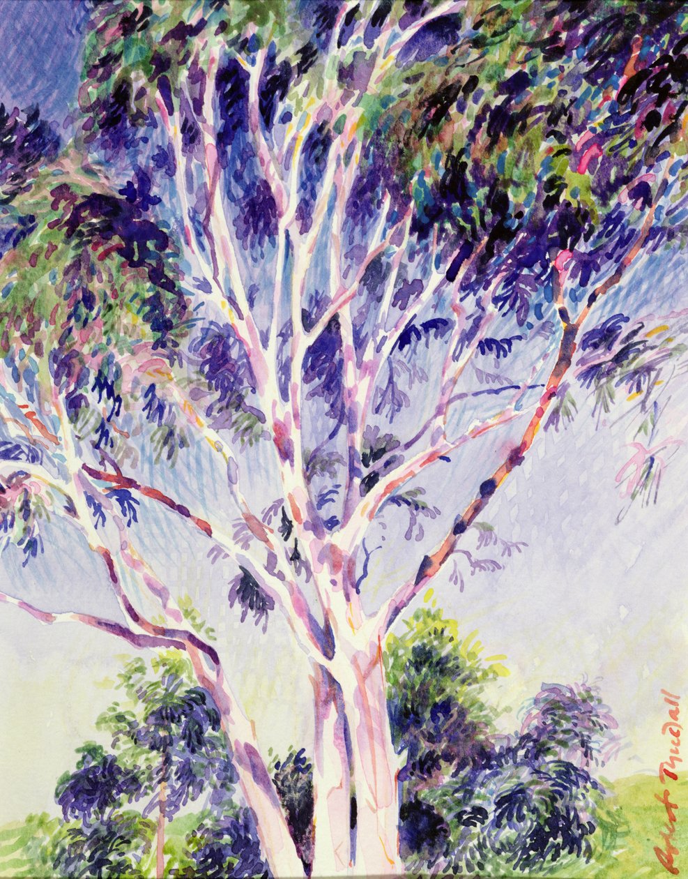 Gommier, Australie - Robert Tyndall