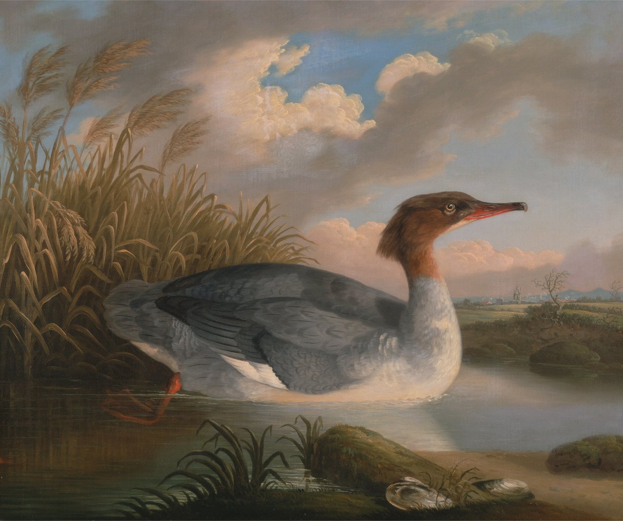Un plongeon arlequin (Harle couronné) - Robert Wilkinson Padley