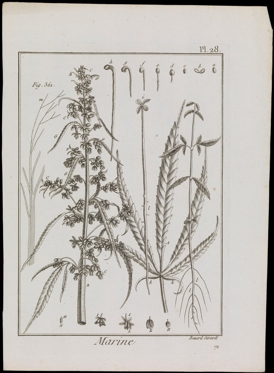 Diagramme marin de fleurs, vers 1810 - Robert Benard