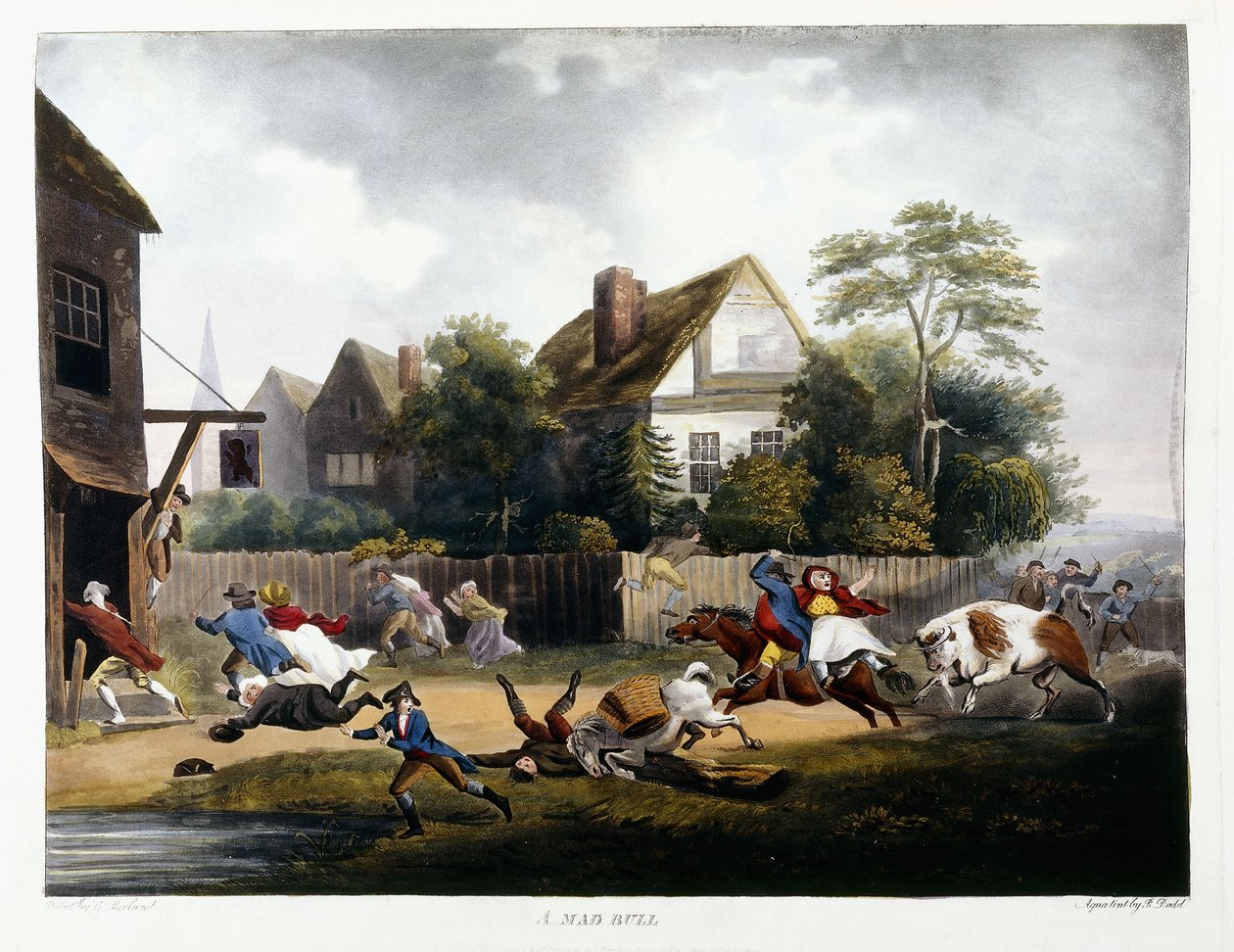 Un taureau enragé, 1806 - Robert Dodd