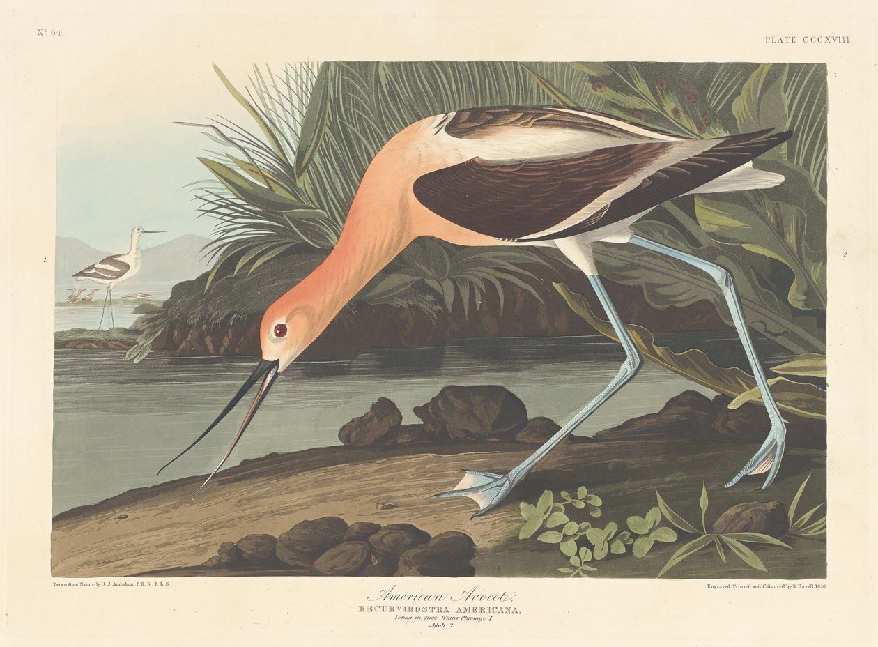 Avocette d