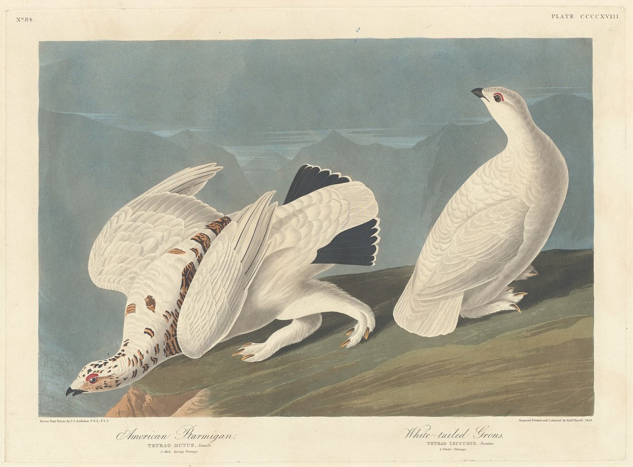 Lagopède américain et tétras à queue blanche, 1838 - Robert Havell
