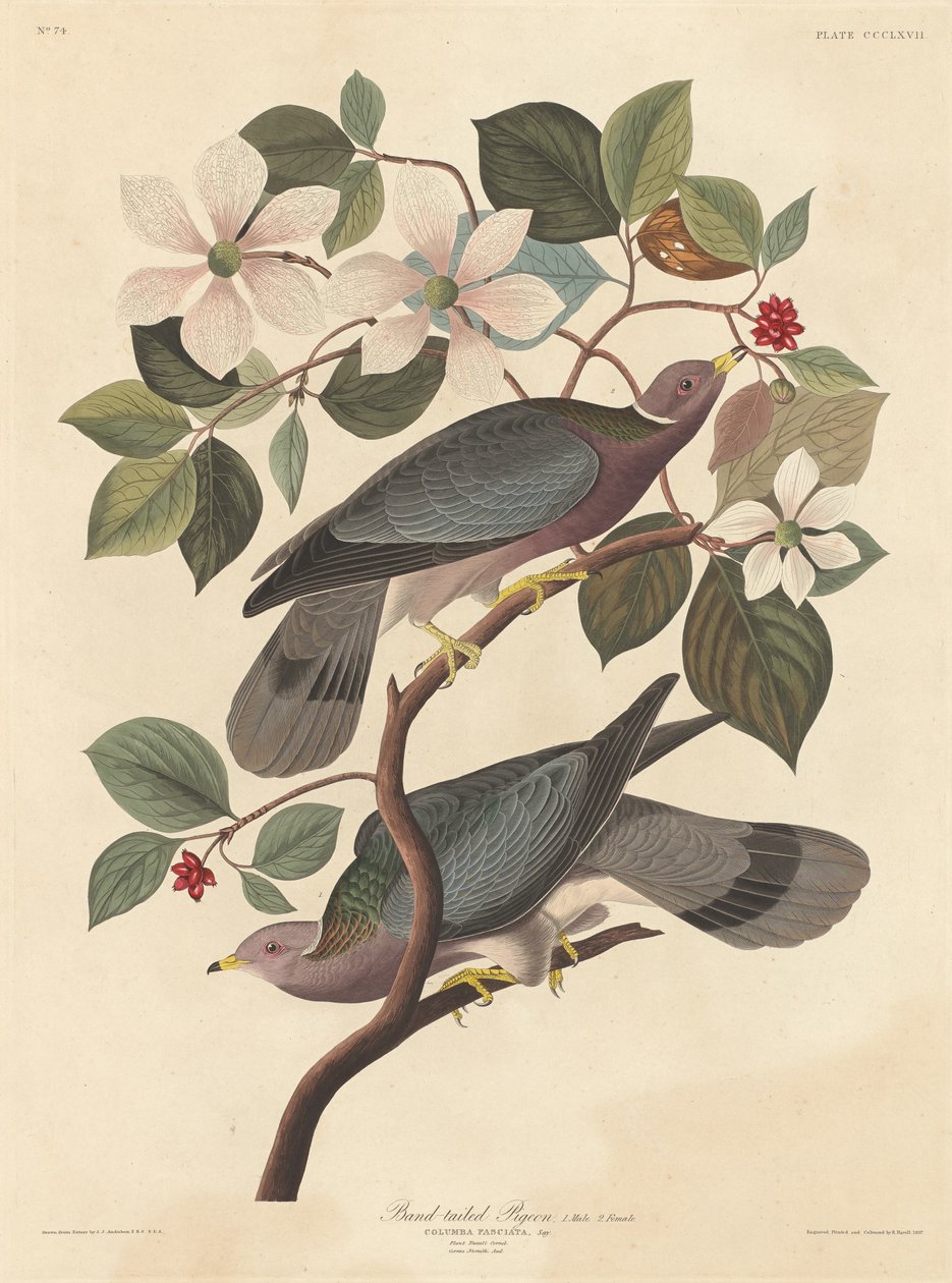 Pigeon à queue barrée, 1837 - Robert Havell