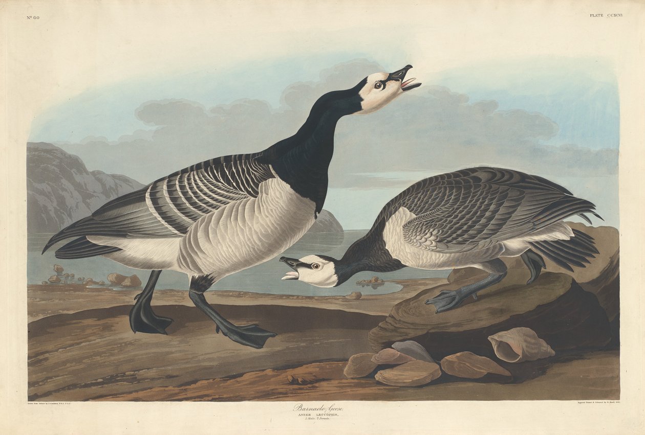 Bernache nonnette, 1836 - Robert Havell