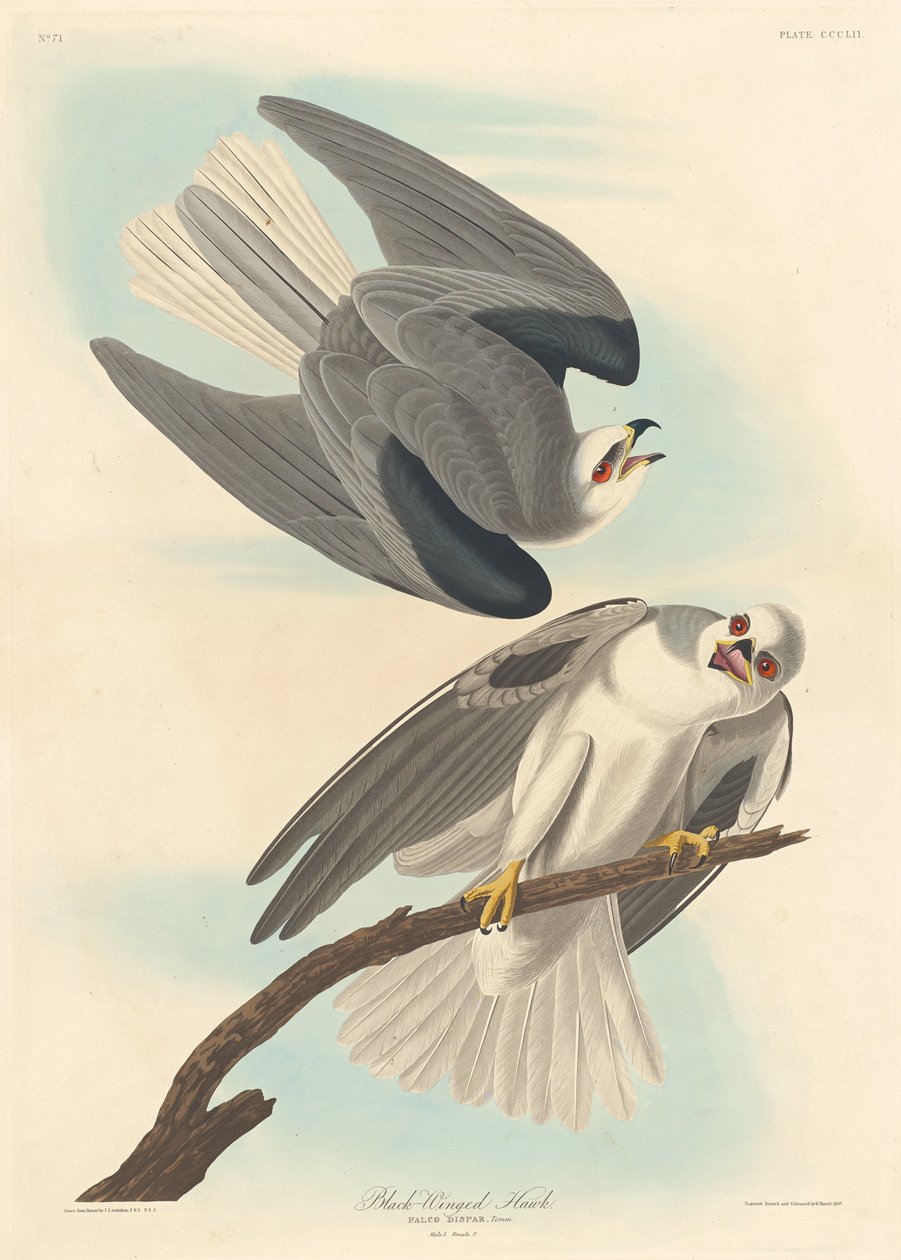 Faucon à ailes noires (1837) - Robert Havell