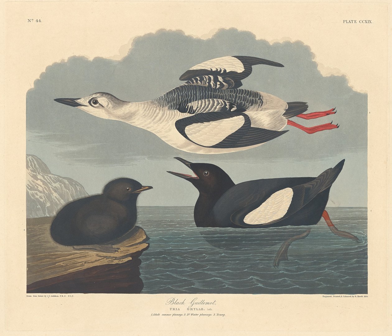 Guillemot noir - Robert Havell