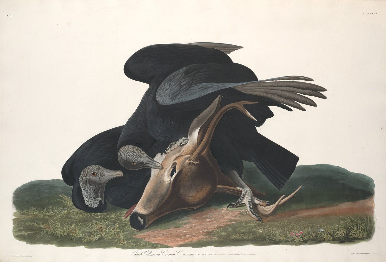 Vautour noir, 1831 - Robert Havell