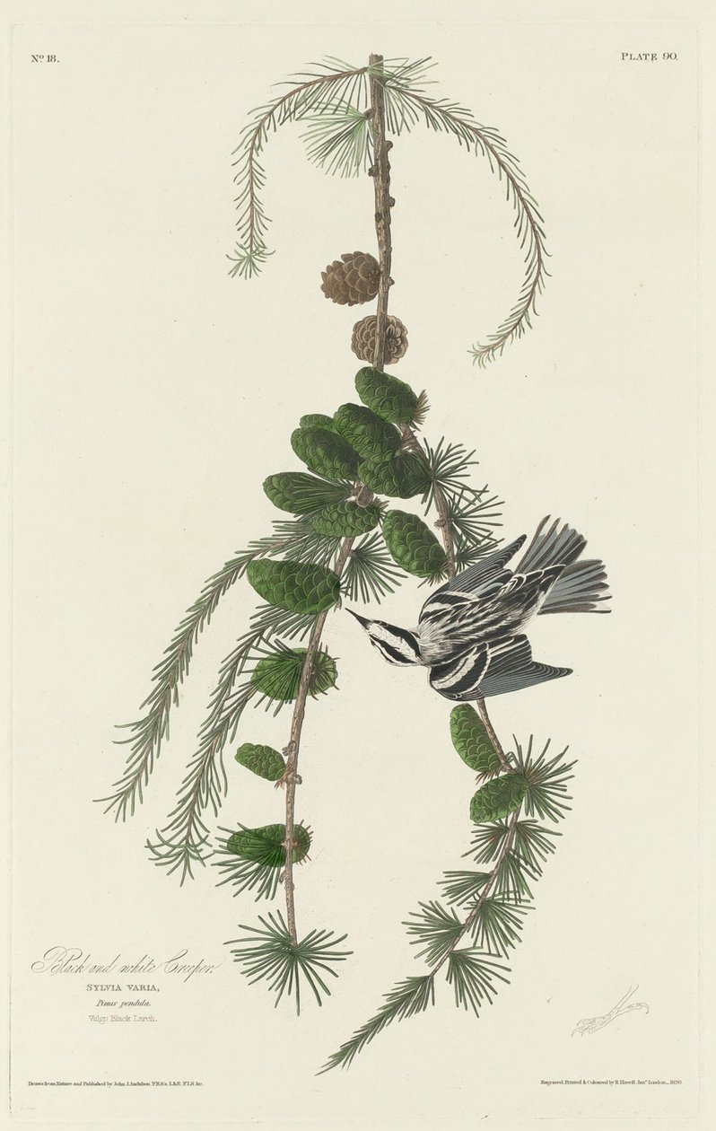 Grimpereau noir et blanc, 1830 - Robert Havell
