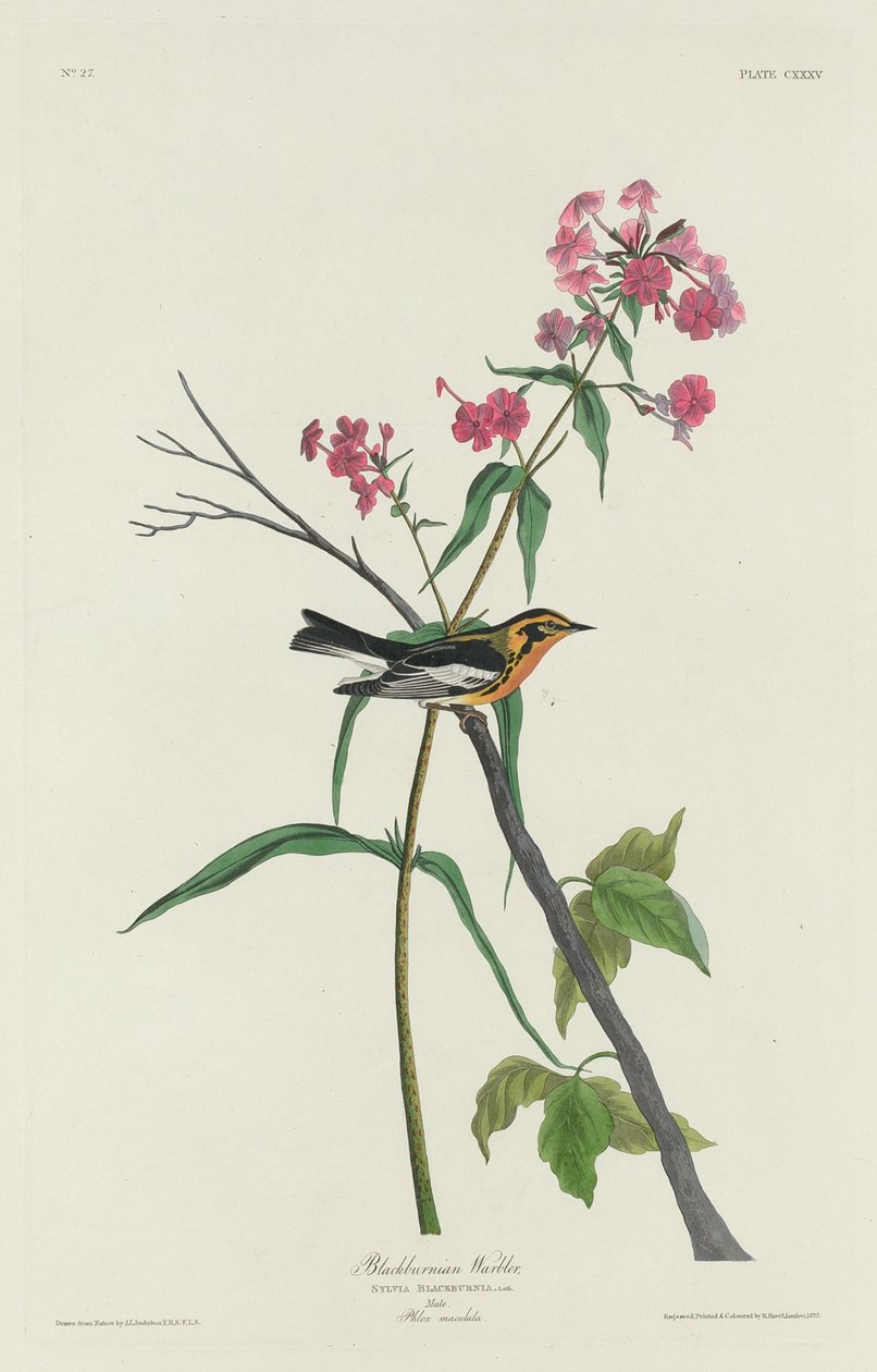 Paruline à gorge orangée - Robert Havell