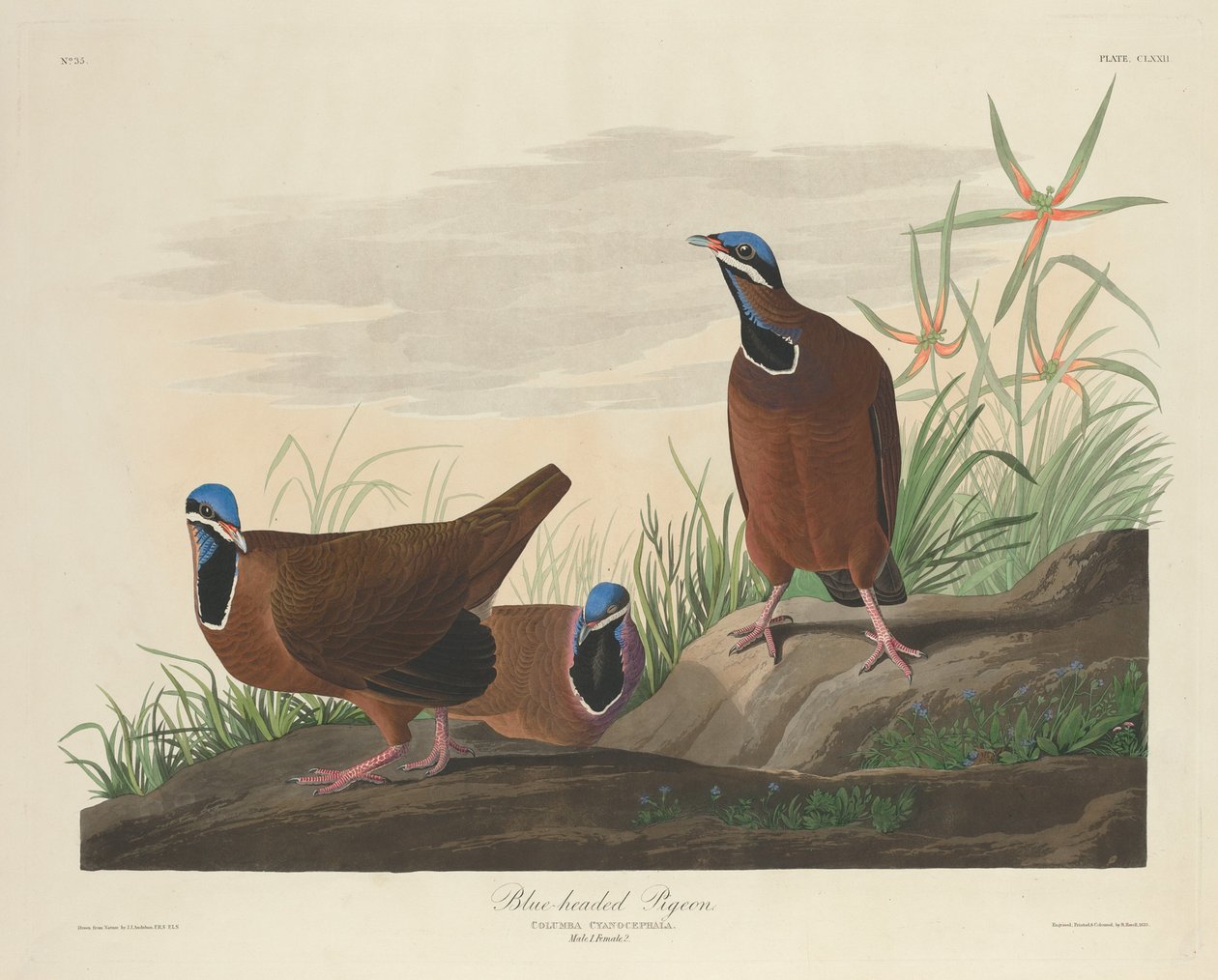 Pigeon à tête bleue - Robert Havell