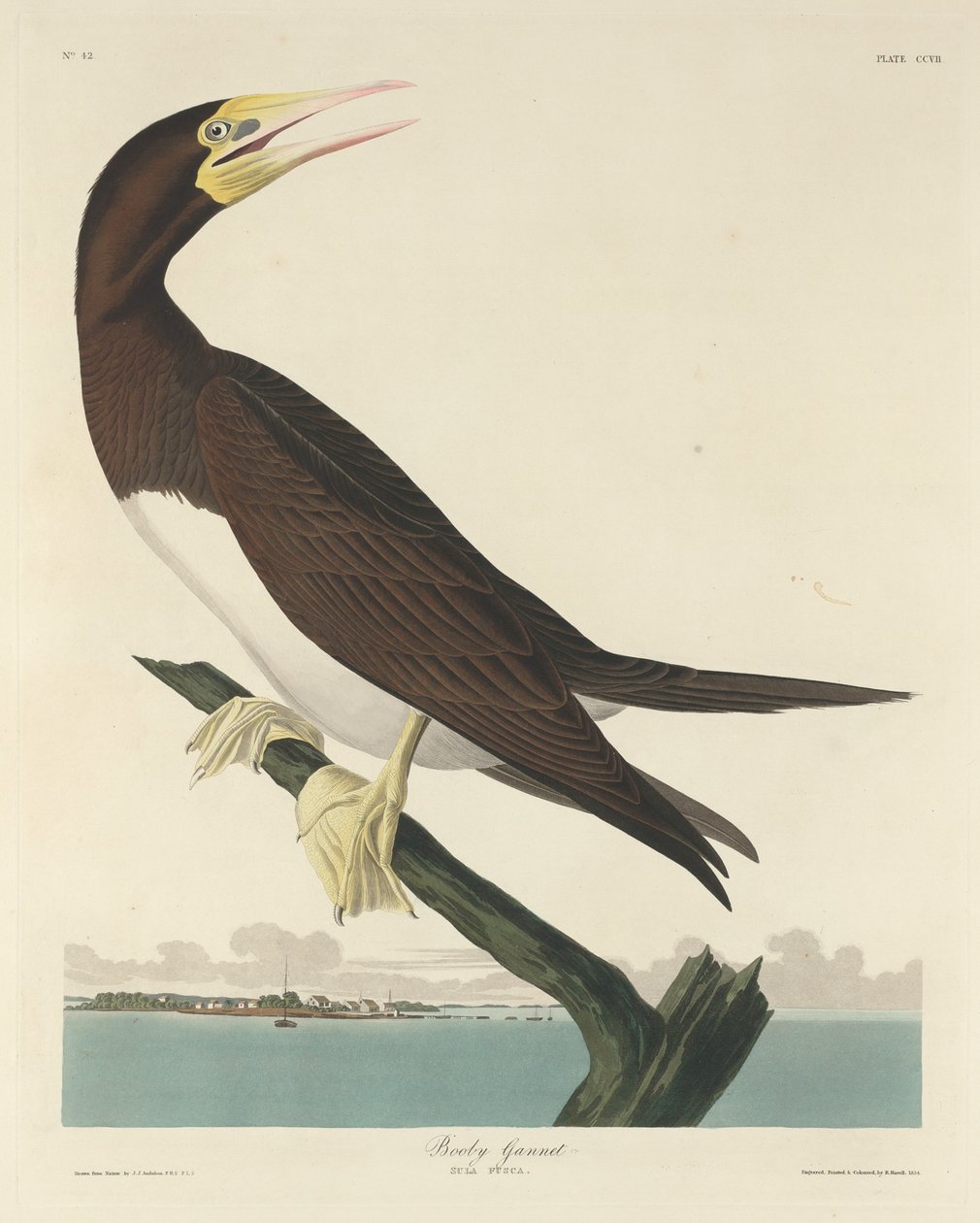 Fou de Bassan - Robert Havell