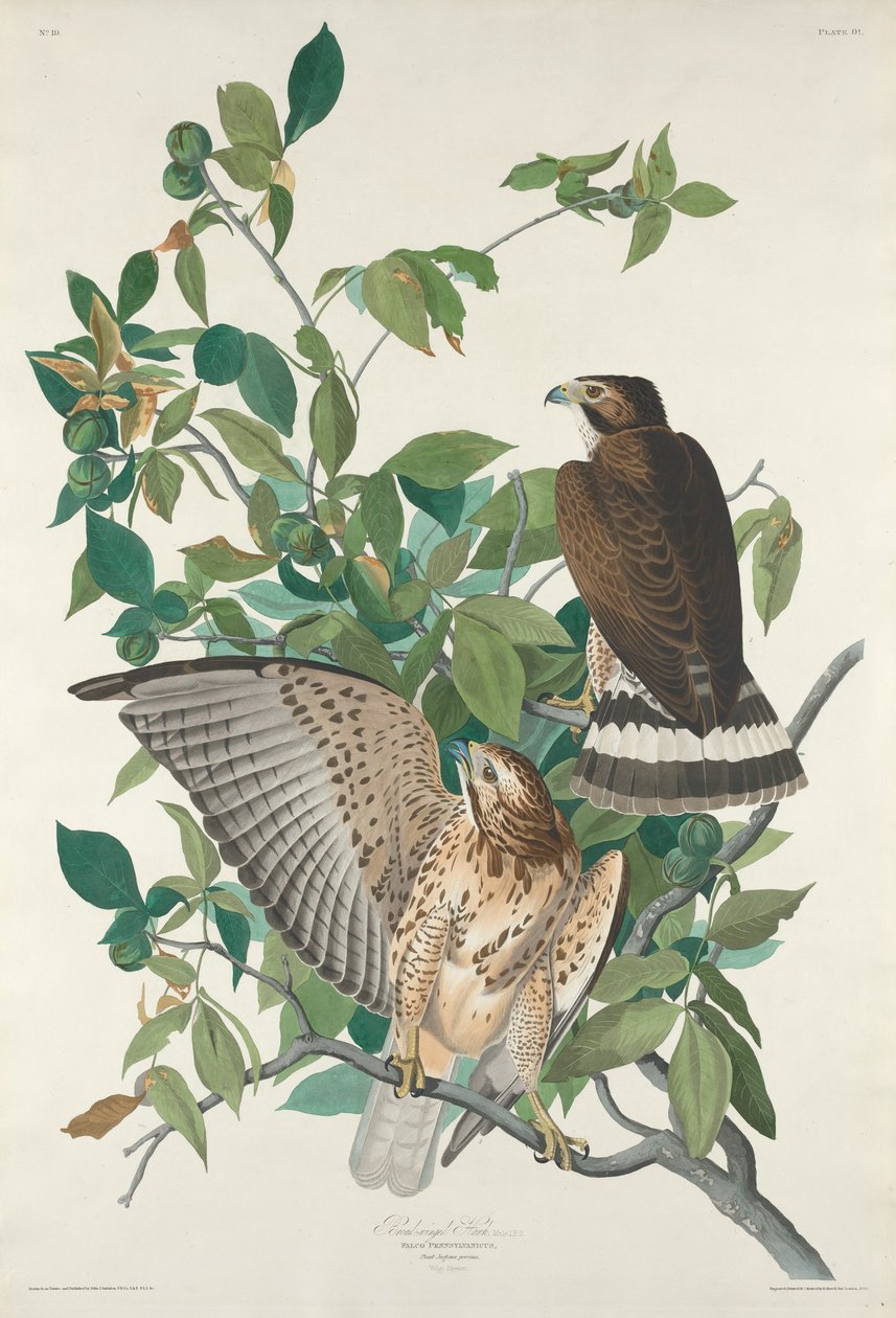 Buse à queue large, 1830 - Robert Havell