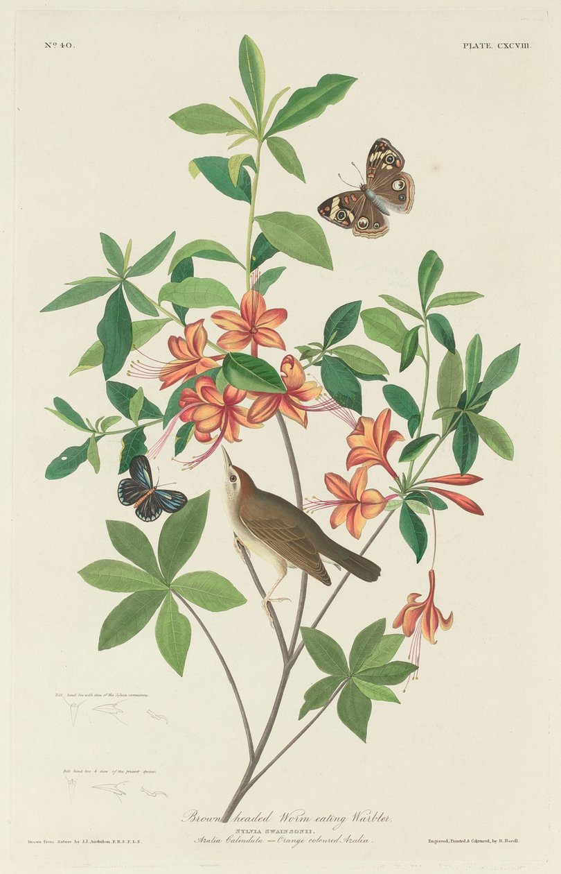 Paruline à tête brune, 1834 - Robert Havell