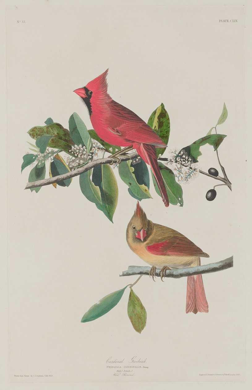 Cardinal Gros-bec, 1833 - Robert Havell
