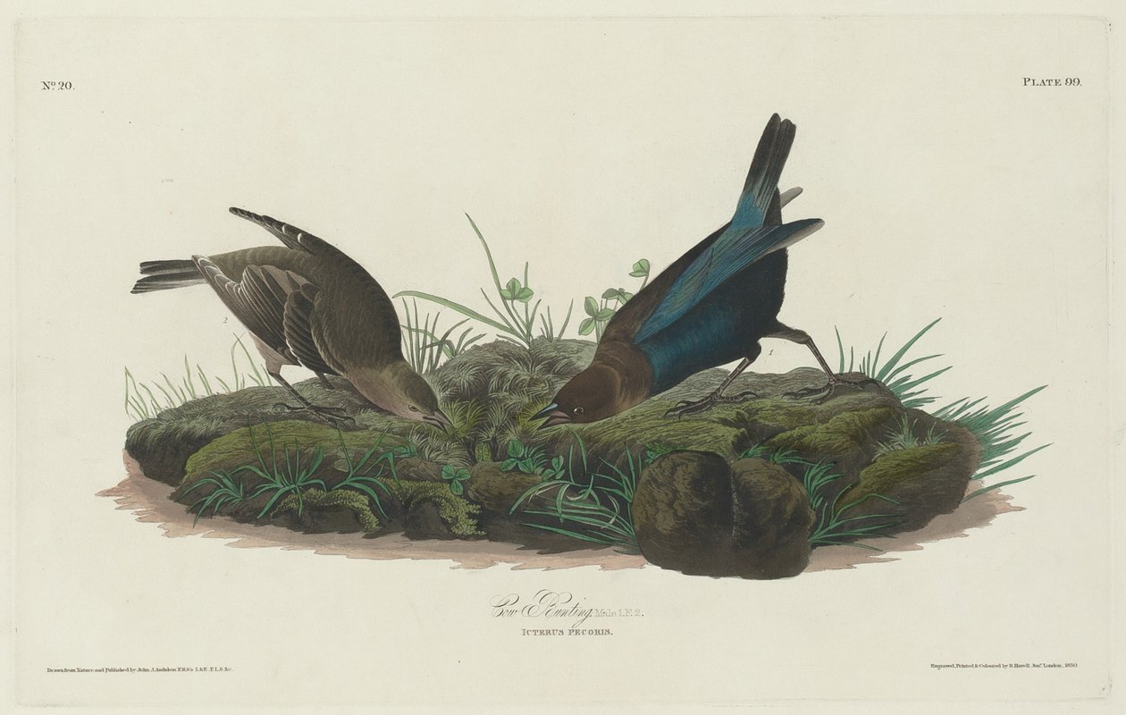 Vacher à tête brune, 1830 - Robert Havell