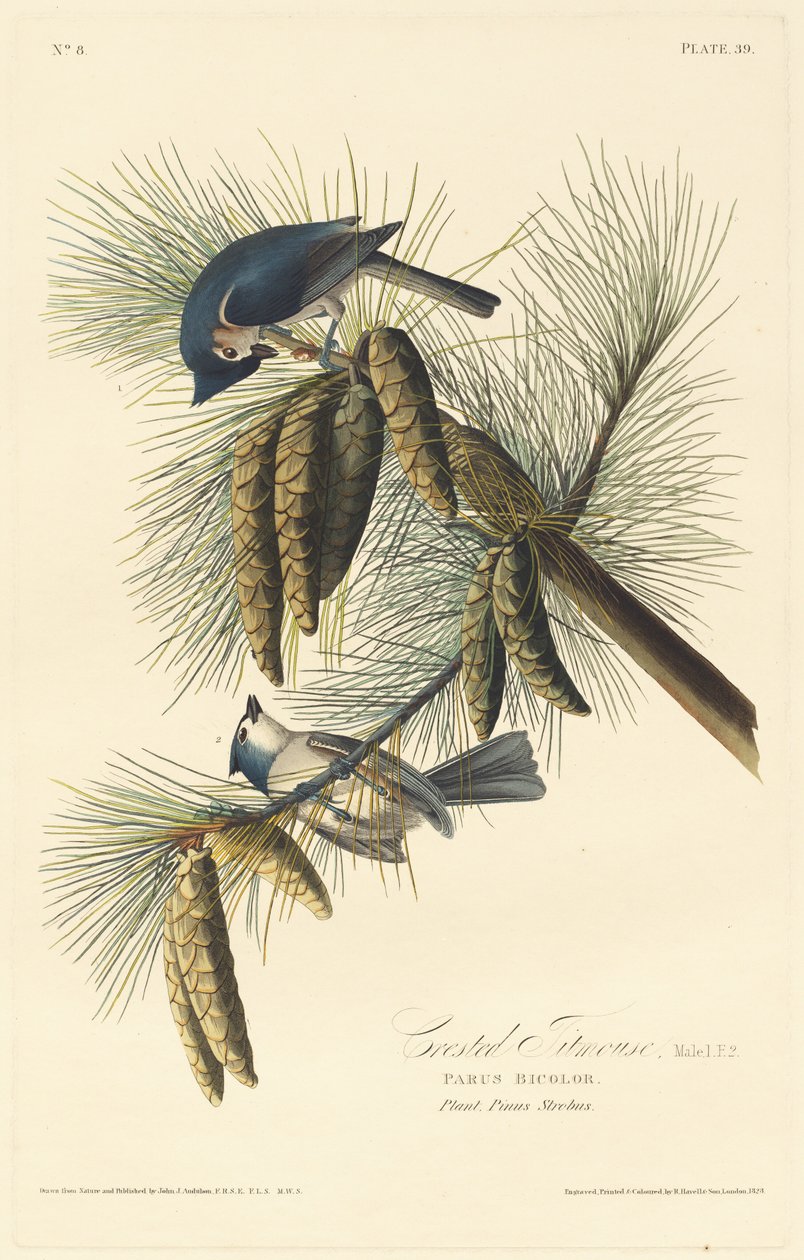 Mésange huppée - Robert Havell