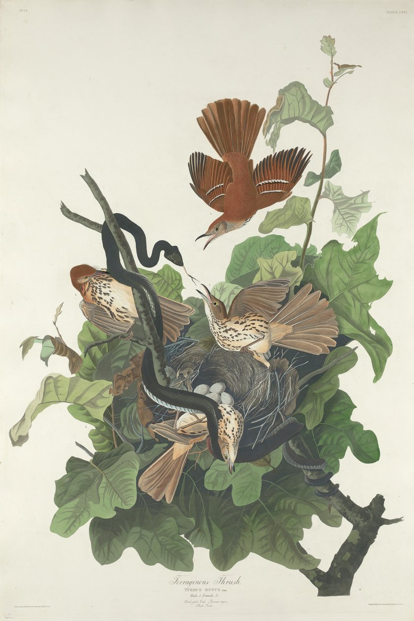 Grive ferrugineuse, 1831 - Robert Havell