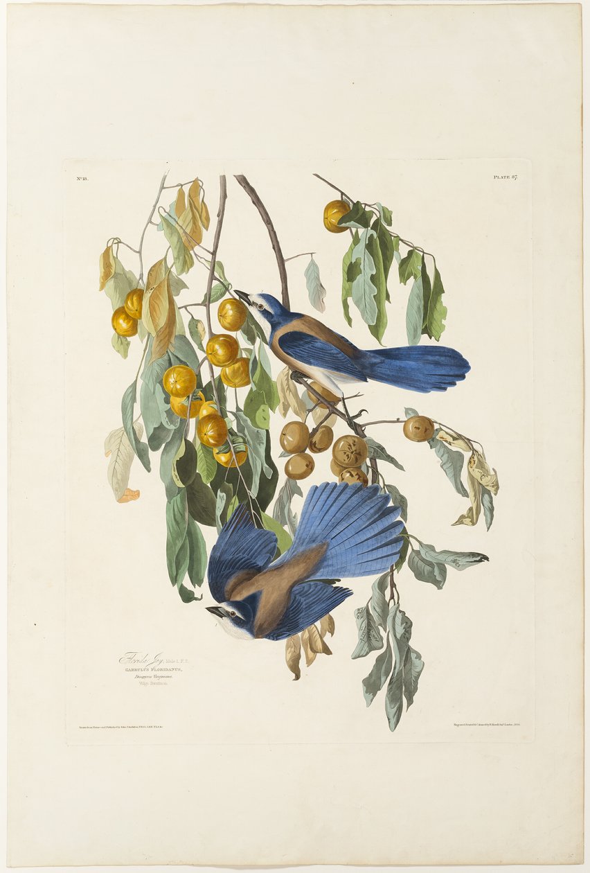 Geai de Floride - Robert Havell