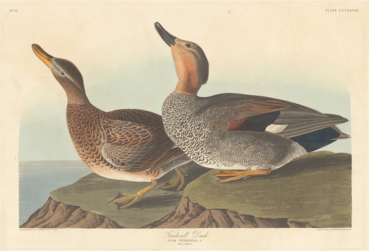 Canard chipeau, 1836 - Robert Havell