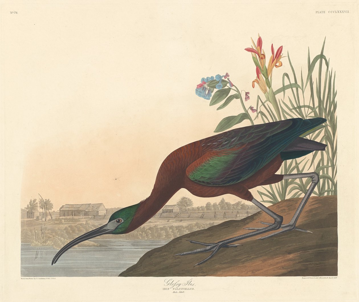 Ibis luisant - Robert Havell
