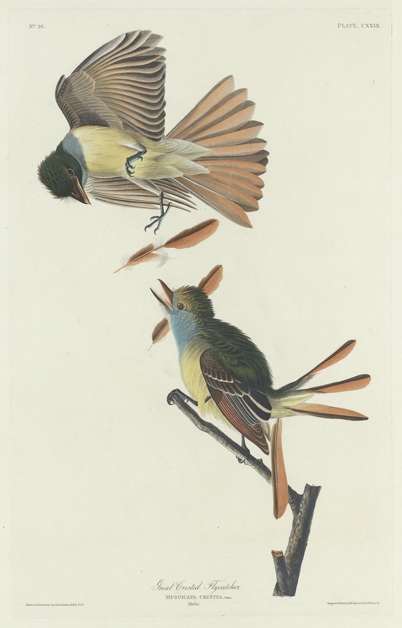 Tyran huppé, 1832 - Robert Havell