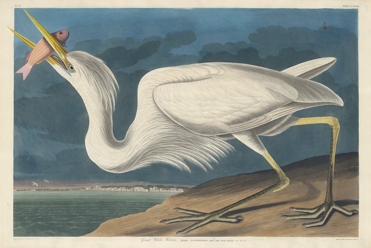 Grand Héron Blanc, 1835 - Robert Havell