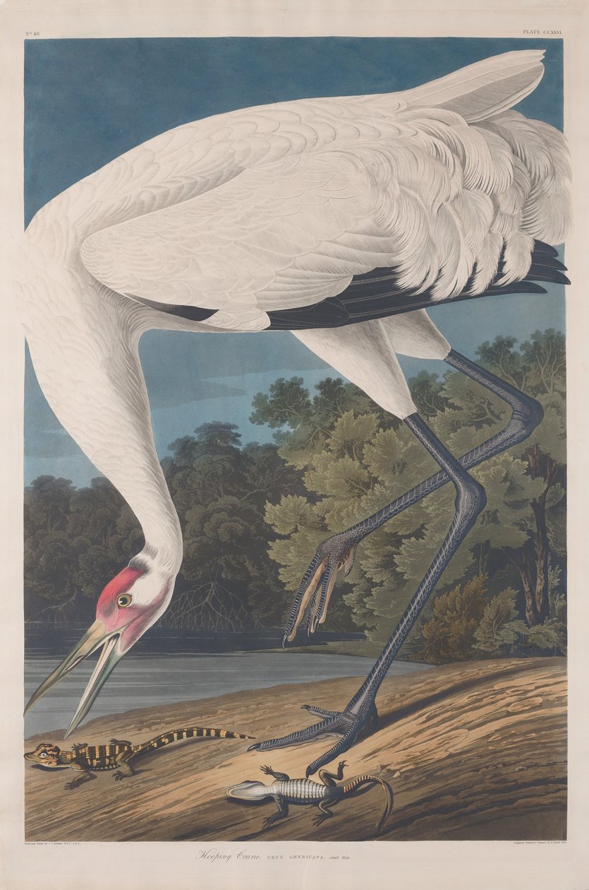 Grue huppée, 1834 - Robert Havell