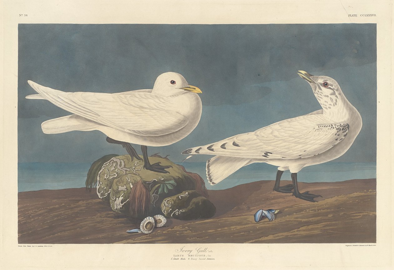 Mouette ivoire, 1836 - Robert Havell