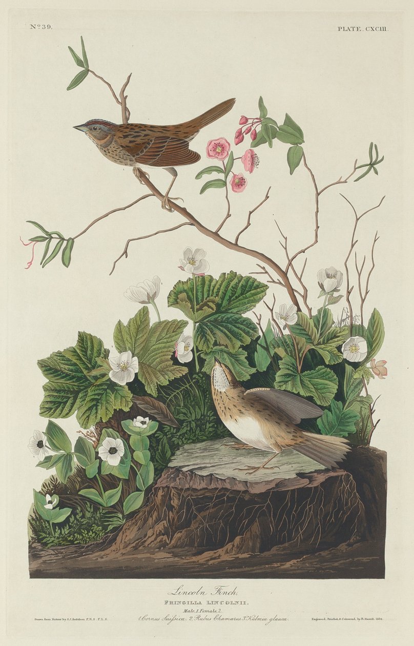 Lincoln Finch, 1834 - Robert Havell