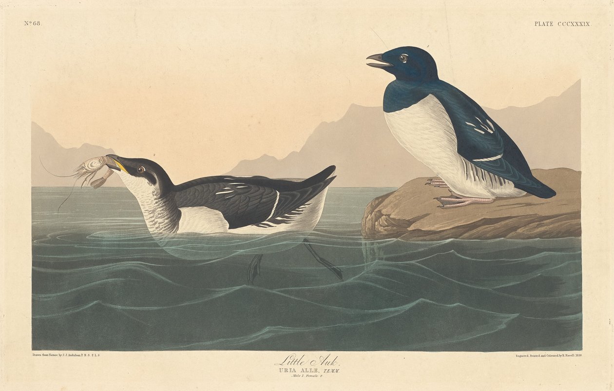 Petit pingouin, 1836 - Robert Havell