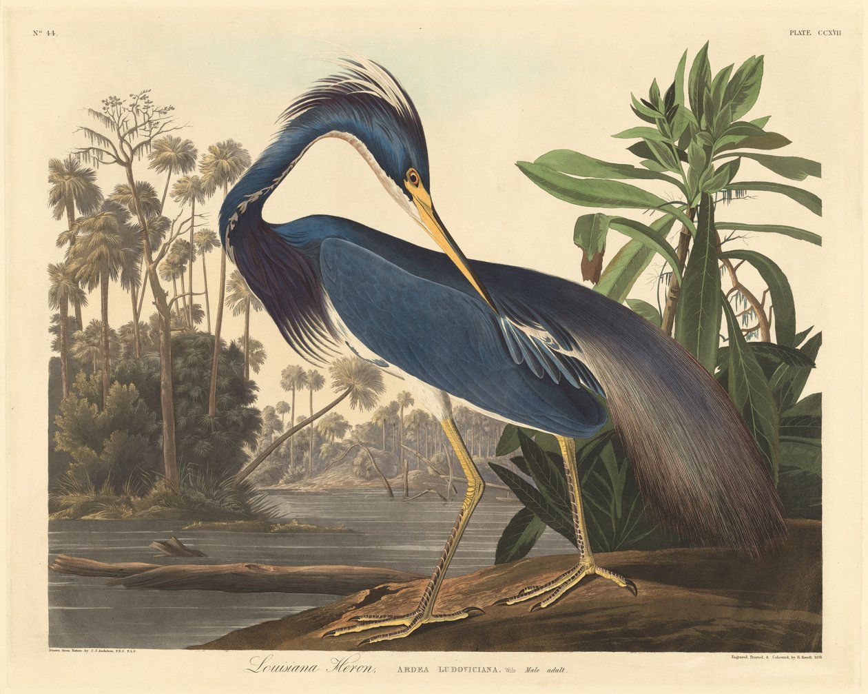 Héron de Louisiane, 1834 - Robert Havell