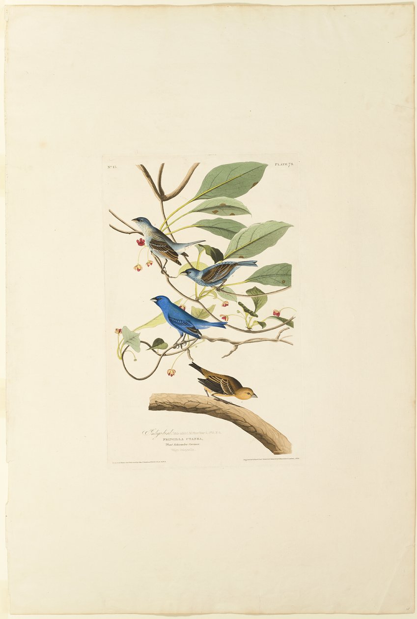 Oiseau indigo mâle - Robert Havell