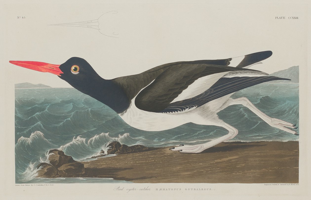 Huîtrier pie, 1834 - Robert Havell