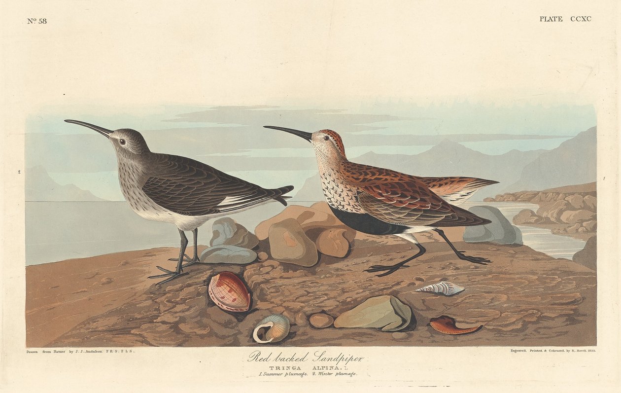 Bécasseau maubèche, 1836 - Robert Havell