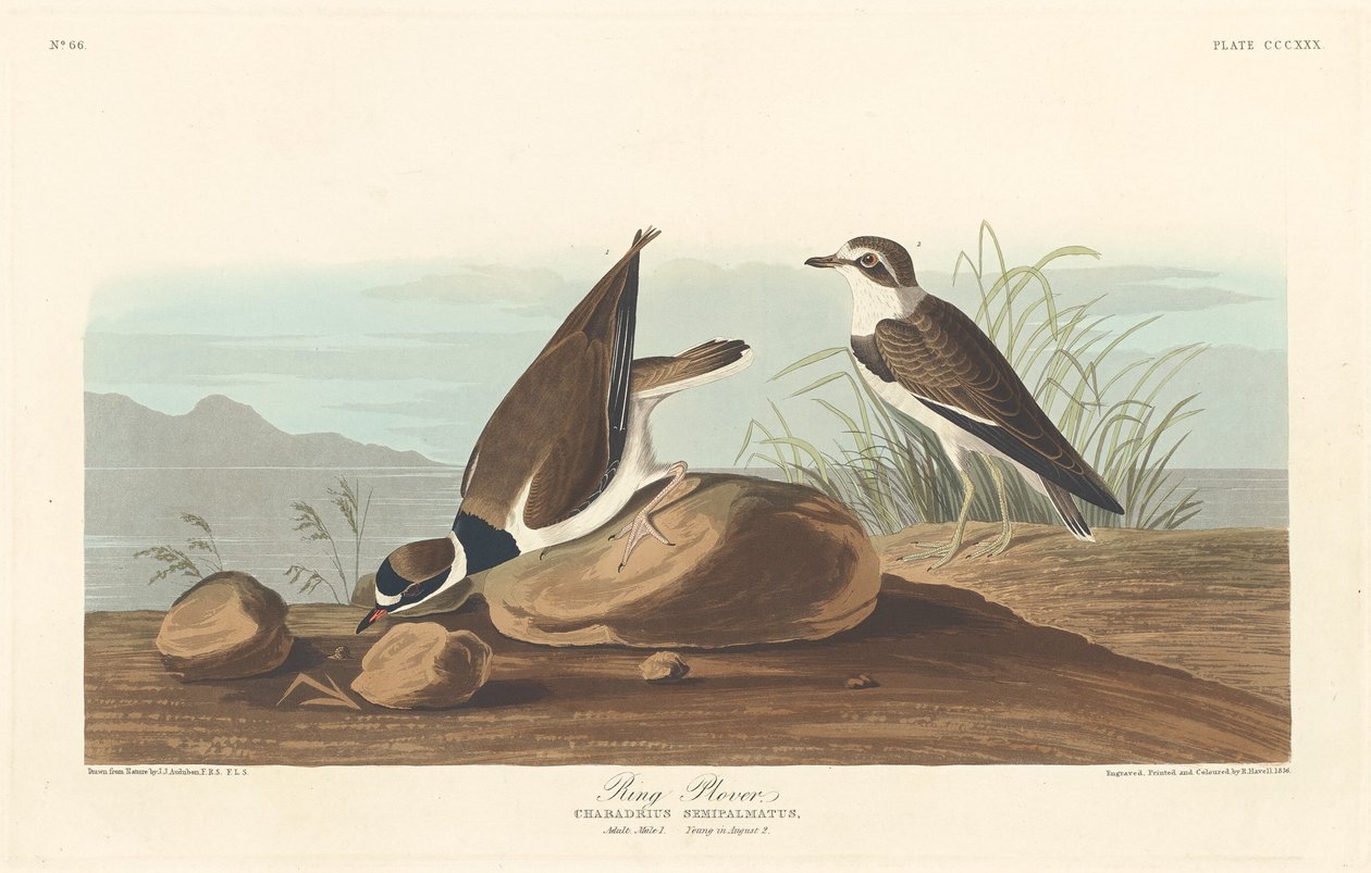 Pluvier à collier, 1836 - Robert Havell