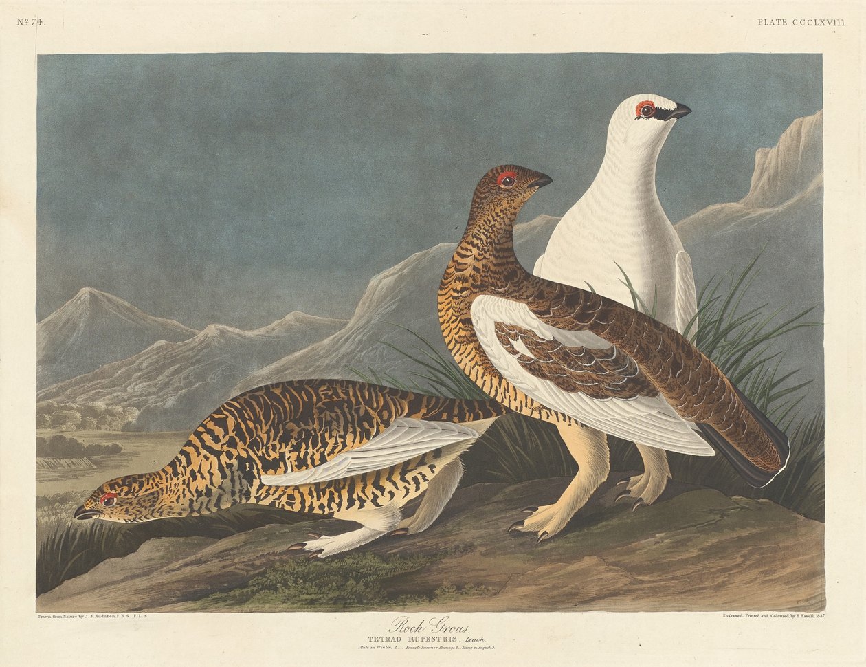 Lagopède - Robert Havell