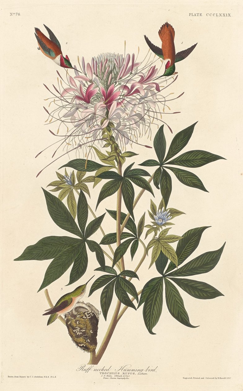 Colibri à cou roux - Robert Havell