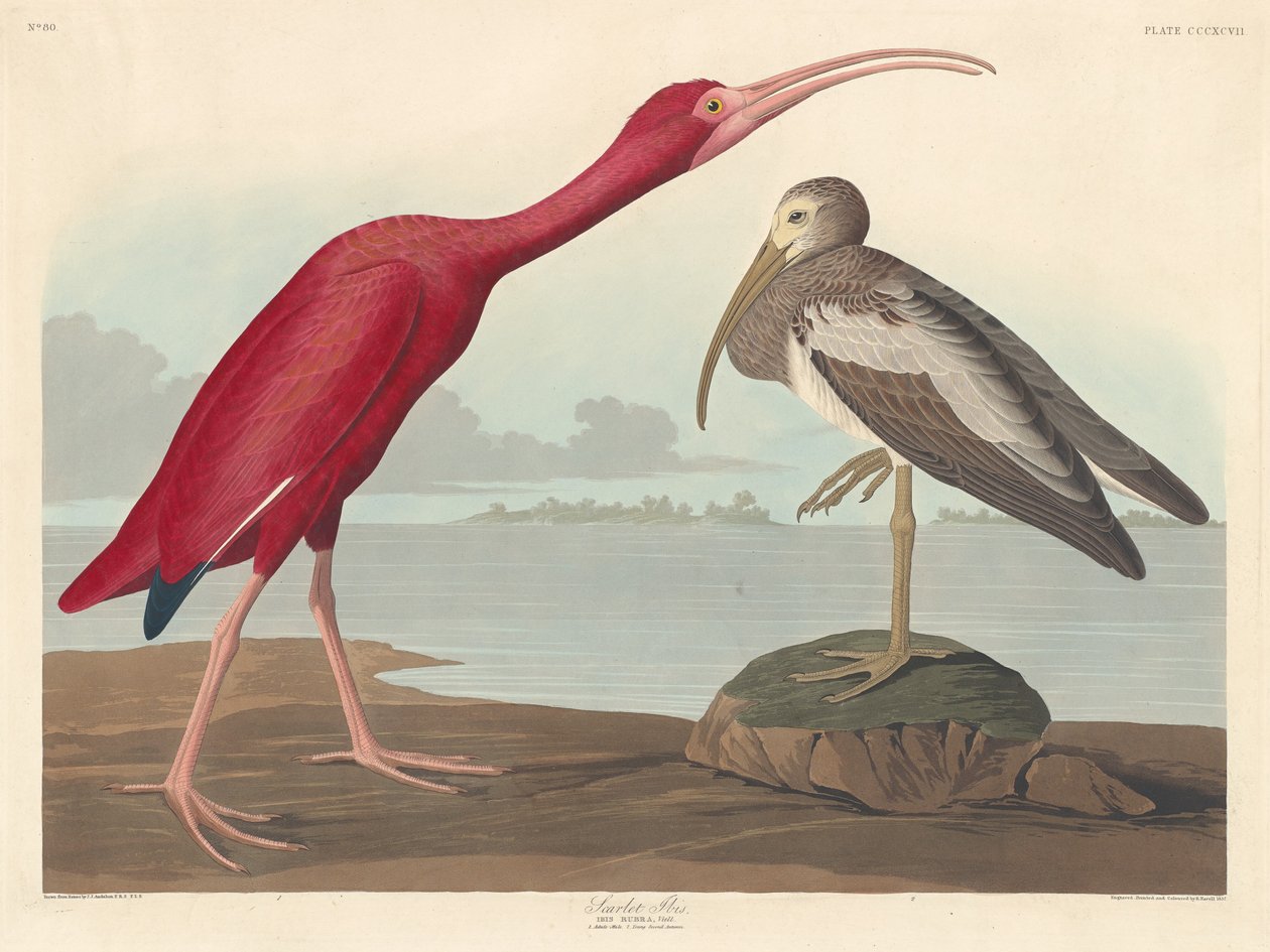 Ibis rouge, 1837 - Robert Havell